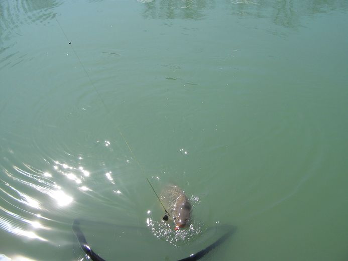 mise a l epuisette.jpg